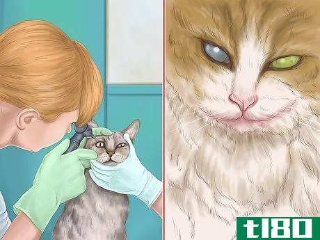 Image titled Diagnose Feline Cataracts Step 7