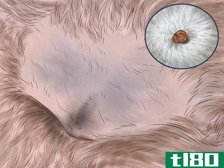 Image titled Diagnose Skin Masses on Dogs Step 3