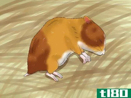 Image titled Euthanize a Sick Hamster Step 1