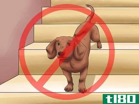 Image titled Diagnose Back Problems in Dachshunds Step 8