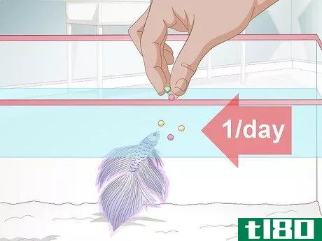 Image titled Feed a Betta Fish Step 4