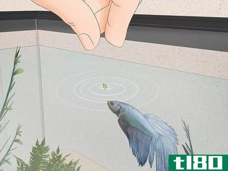 Image titled Feed a Betta Fish Peas Step 9