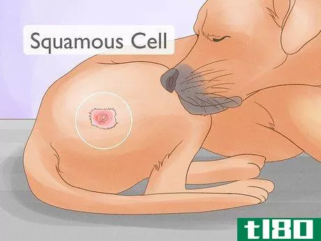 Image titled Detect Skin Cancer in Dogs Step 10