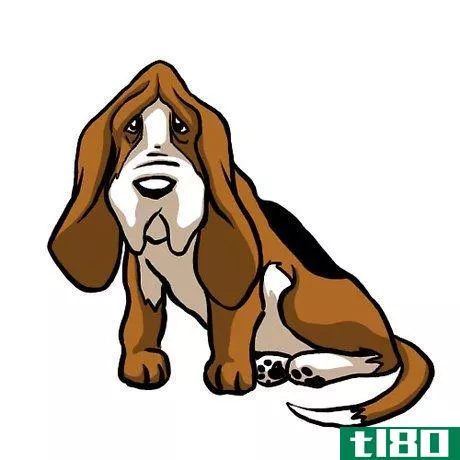 Image titled Basset hound Intro