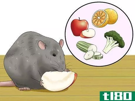 Image titled Feed a Pet Rat Step 8