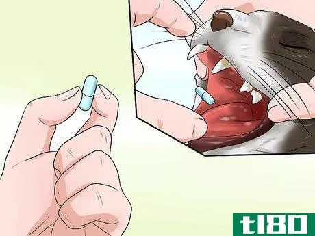 Image titled Detect Kitten URI or Pneumonia Step 7