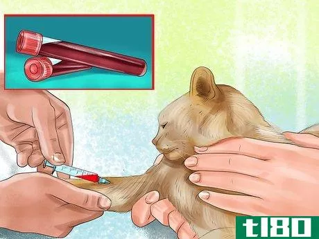 Image titled Diagnose Feline Intestinal Lymphoma Step 7