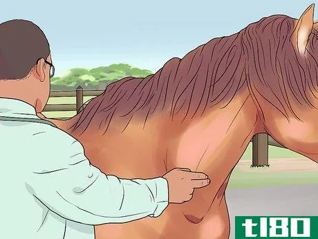 Image titled Feed a Starving Horse Step 13