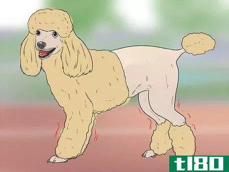Image titled Diagnose Addison's Disease in Poodles Step 1