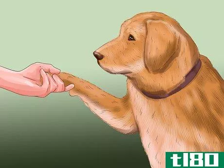 Image titled Get Canine Physical Therapy Step 4