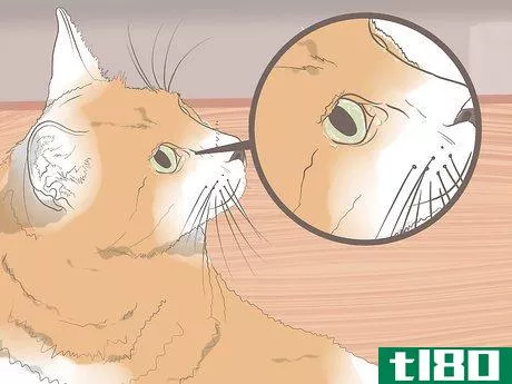 Image titled Diagnose Keratitis in Cats Step 4
