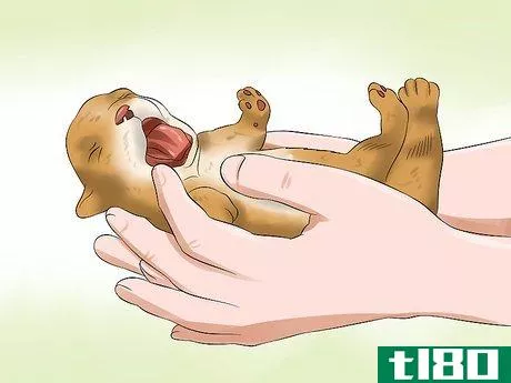 Image titled Determine the Sex of Puppies Step 4