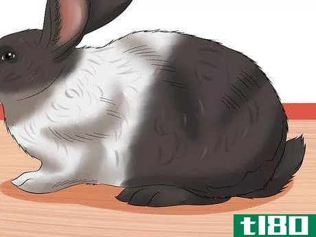 Image titled Diagnose Digestive Problems in Rabbits Step 1