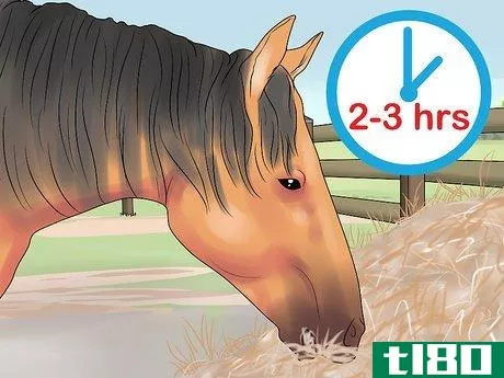 Image titled Feed a Starving Horse Step 2