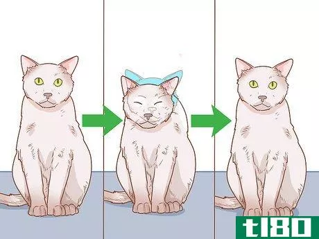 如何猫过敏综合征的诊断和治疗(diagnose and treat hyperesthesia syndrome in cats)