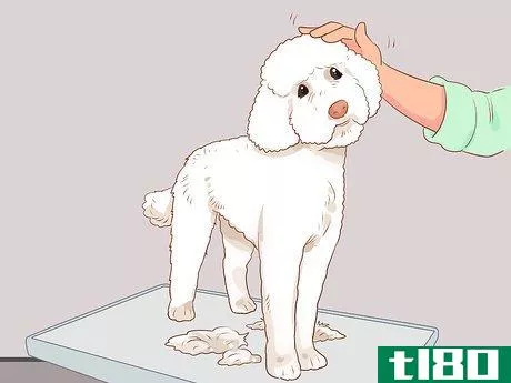 Image titled Full Scissor a Poodle by Hand Step 13