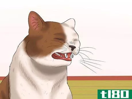 Image titled Diagnose Conjunctivitis in Cats Step 4