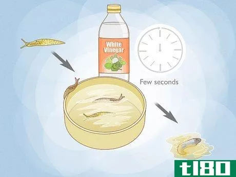 Image titled Does Vinegar Work for Slug Control Step 1