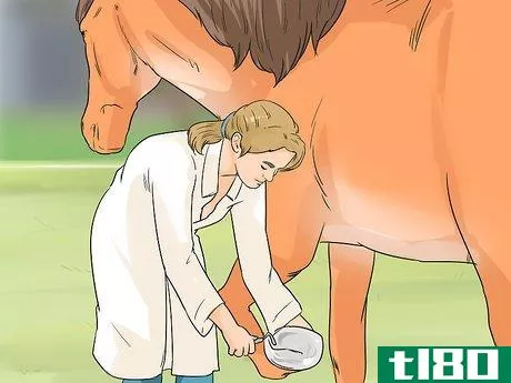 Image titled Ease Your Horse's Sore Hooves After Trimming Step 10