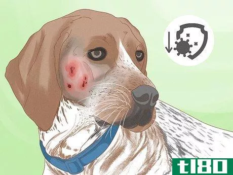 Image titled Diagnose and Treat Your Dog's Itchy Skin Problems Step 10