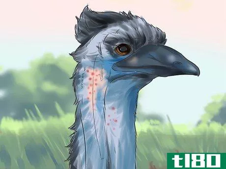 Image titled Diagnose Illness in an Emu Step 11