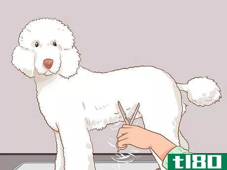 Image titled Full Scissor a Poodle by Hand Step 18