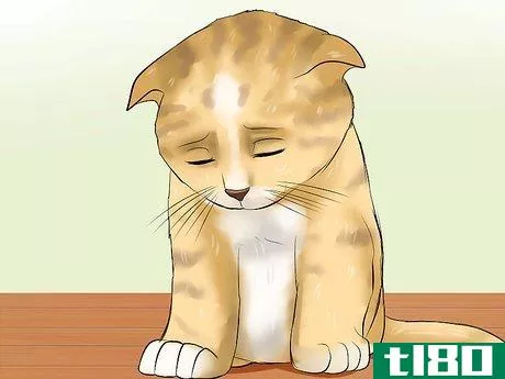 Image titled Detect Kitten URI or Pneumonia Step 4
