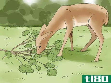 Image titled Feed Deer Step 5