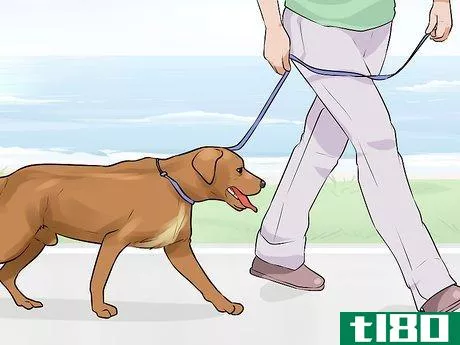 Image titled Do Short Training Sessions with Your Hunting Dog Step 3