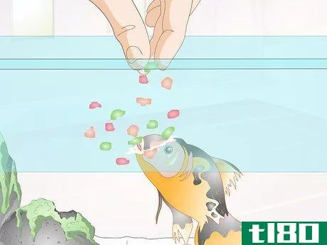 Image titled Feed Tropical Fish Step 4
