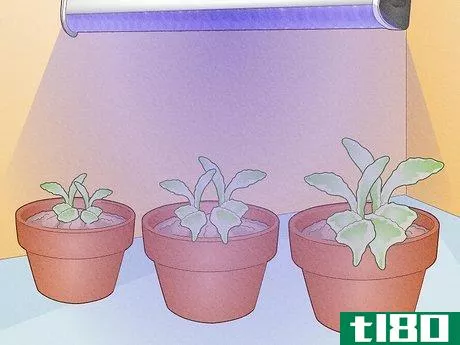 Image titled Do LED Grow Lights Emit UV Rays Step 2