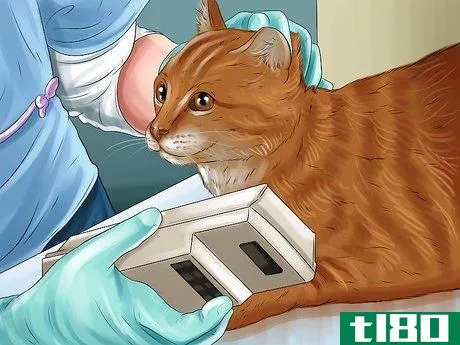 Image titled Diagnose and Treat the Cause of Deformed Cat Nails Step 7