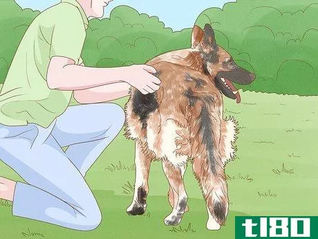 Image titled Detect Skin Cancer in Dogs Step 1