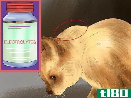 Image titled Diagnose Feline Hepatic Lipidosis Step 7