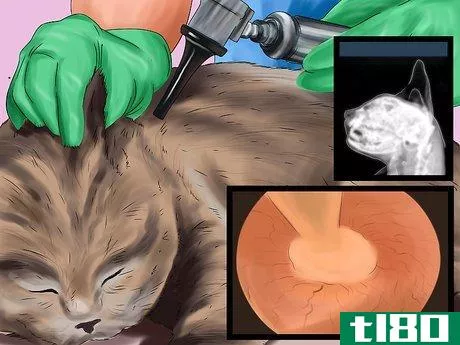 Image titled Diagnose and Treat Ruptured Eardrums in Cats Step 7