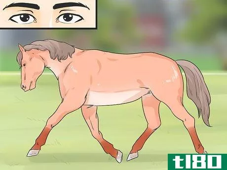 Image titled Ease Your Horse's Sore Hooves After Trimming Step 5