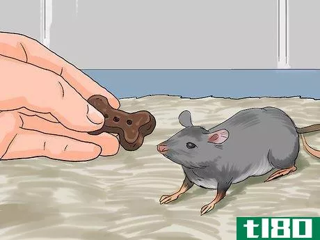 Image titled Feed a Pet Mouse Step 6