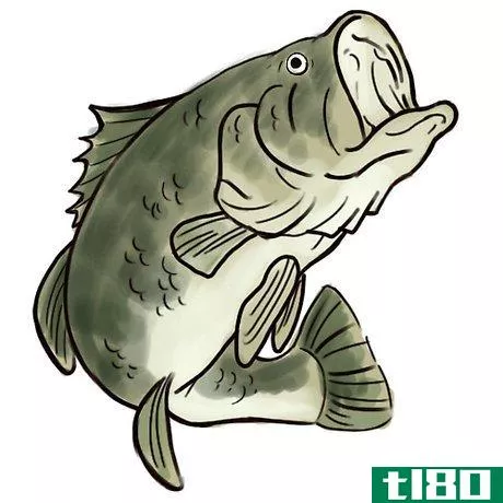 Image titled Bass fish Intro