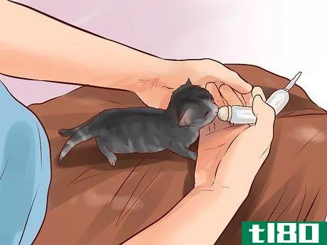 Image titled Feed a Newborn Kitten Step 10
