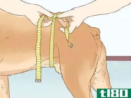 Image titled Diaper Your Dog with Disposable Dog Diapers Step 14