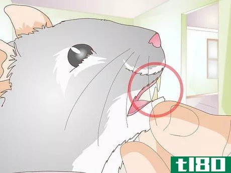 Image titled Diagnose Hamster Dental Problems Step 10
