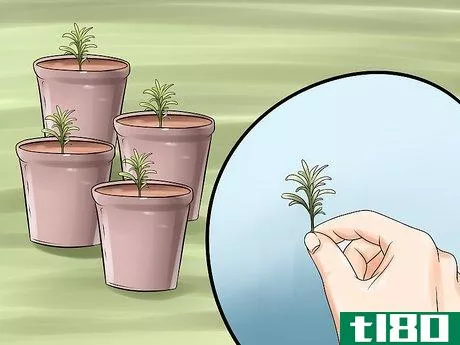 如何把一株薰衣草分开(divide a lavender plant)