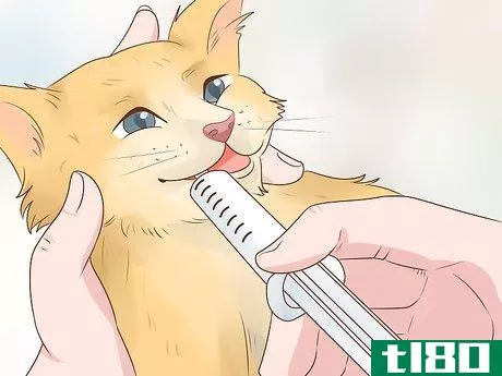 Image titled Feed a Feline Cancer Patient Step 14