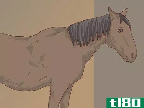 Image titled Diagnose Cushing's Disease in Horses Step 1