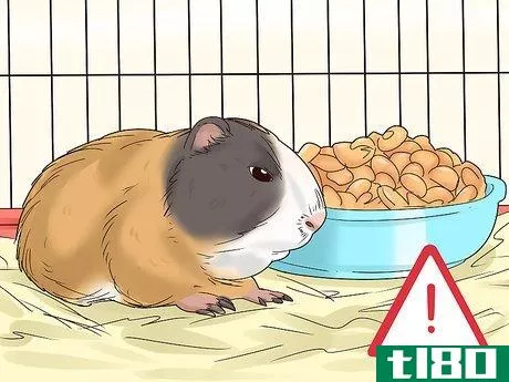 Image titled Diagnose and Treat Tumors in Guinea Pigs Step 14