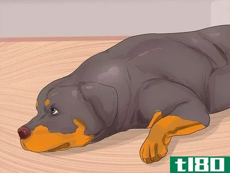 Image titled Diagnose Arthritis in Rottweilers Step 2