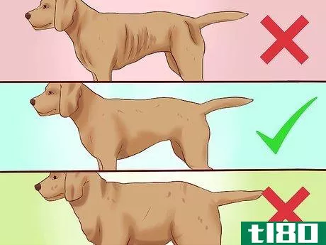Image titled Get Dogs to Gain a Healthy Weight Step 3