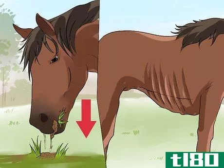 Image titled Diagnose Heaves in Horses Step 8