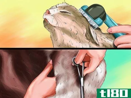 Image titled Determine Why Your Cat Does Not Groom Itself Step 13