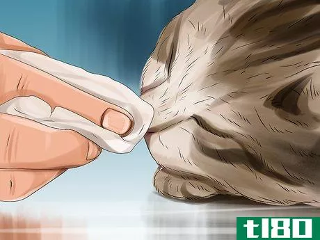 Image titled Encourage Your Cat to Eat Step 4